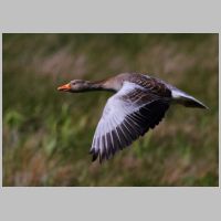 2014 1st Peter Kent- greylag